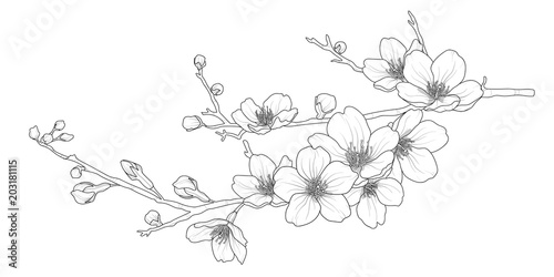 Vászonkép Cute hand drawn isolated sakura branch set 1.