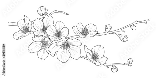 Cute hand drawn isolated sakura branch set 2.