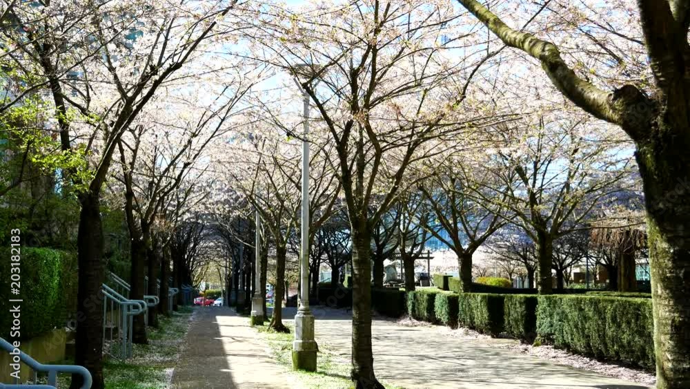 Beautiful Vancouver is a new start with spring flowers. Burnaby, New Westminster, Langley BC Canada Beautiful Vancouver is a new start with spring flowers. Burnaby, New Westminster, Langley BC Canada