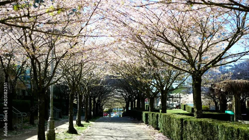 Beautiful Vancouver is a new start with spring flowers. Burnaby, New Westminster, Langley BC Canada Beautiful Vancouver is a new start with spring flowers. Burnaby, New Westminster, Langley BC Canada