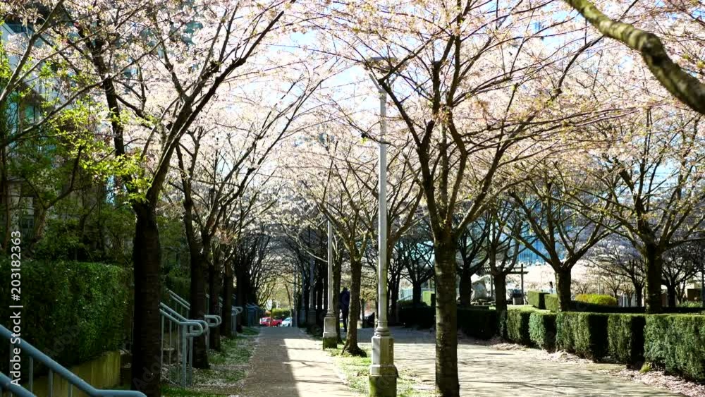 Beautiful Vancouver is a new start with spring flowers. Burnaby, New Westminster, Langley BC Canada Beautiful Vancouver is a new start with spring flowers. Burnaby, New Westminster, Langley BC Canada