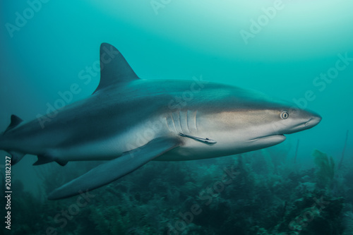 Caribbean reef shark © lorenzoragazzi