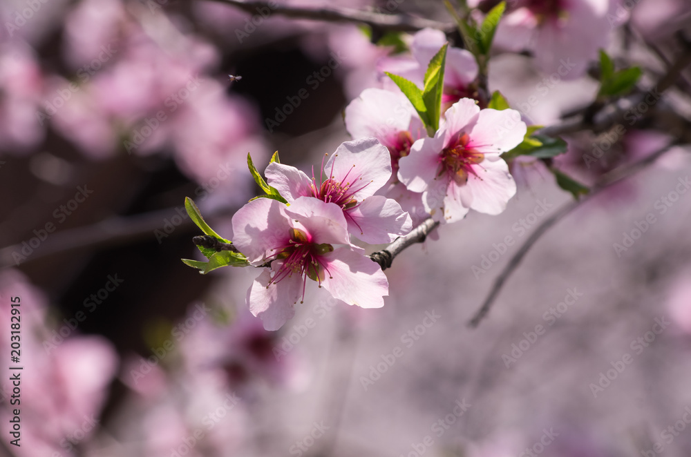 Obraz premium 桜の花