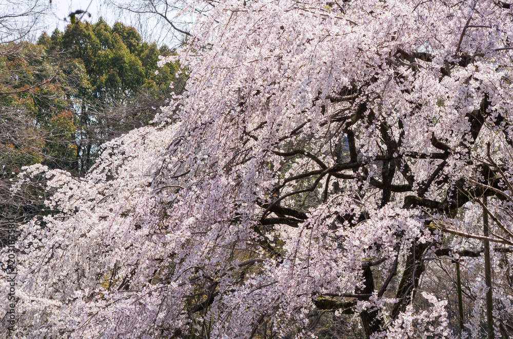 Obraz premium 枝垂桜