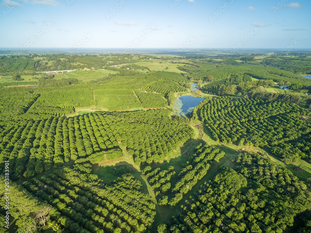 Aerial view of Macadamia Farm in New South Wales, Australia