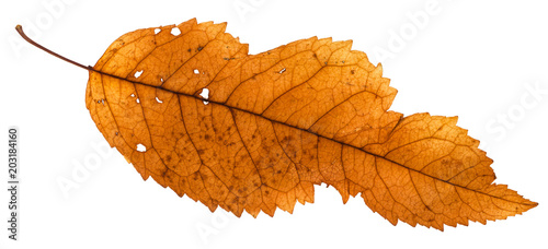 broken leaf of ash tree isolated on white