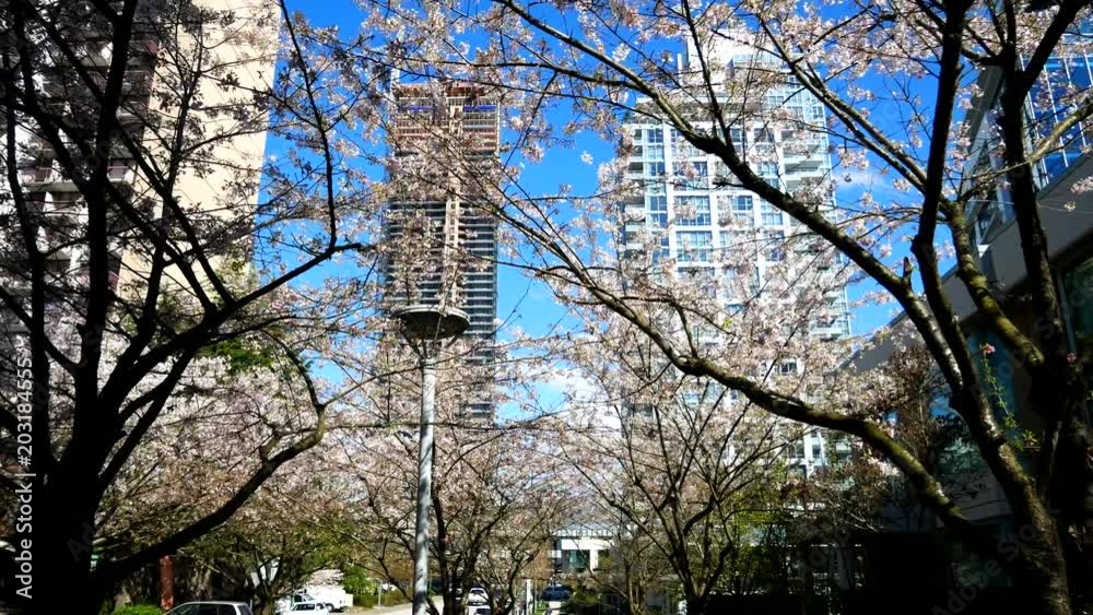 Beautiful Vancouver is a new start with spring flowers. Burnaby, New Westminster, Langley BC Canada Beautiful Vancouver is a new start with spring flowers. Burnaby, New Westminster, Langley BC Canada