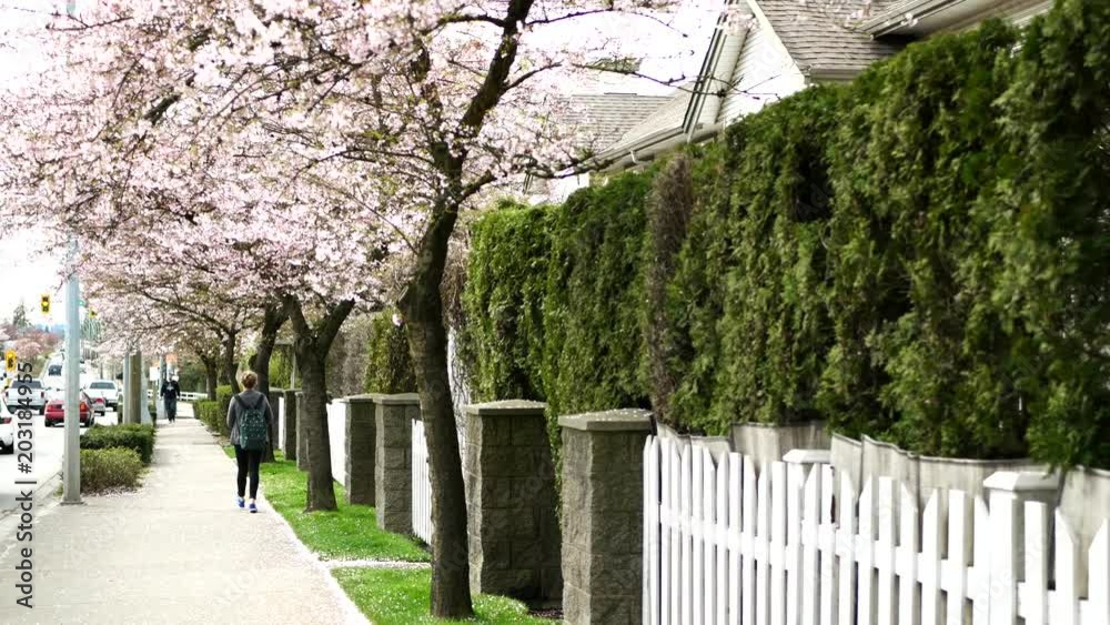 Beautiful Vancouver is a new start with spring flowers. Burnaby, New Westminster, Langley BC Canada Beautiful Vancouver is a new start with spring flowers. Burnaby, New Westminster, Langley BC Canada