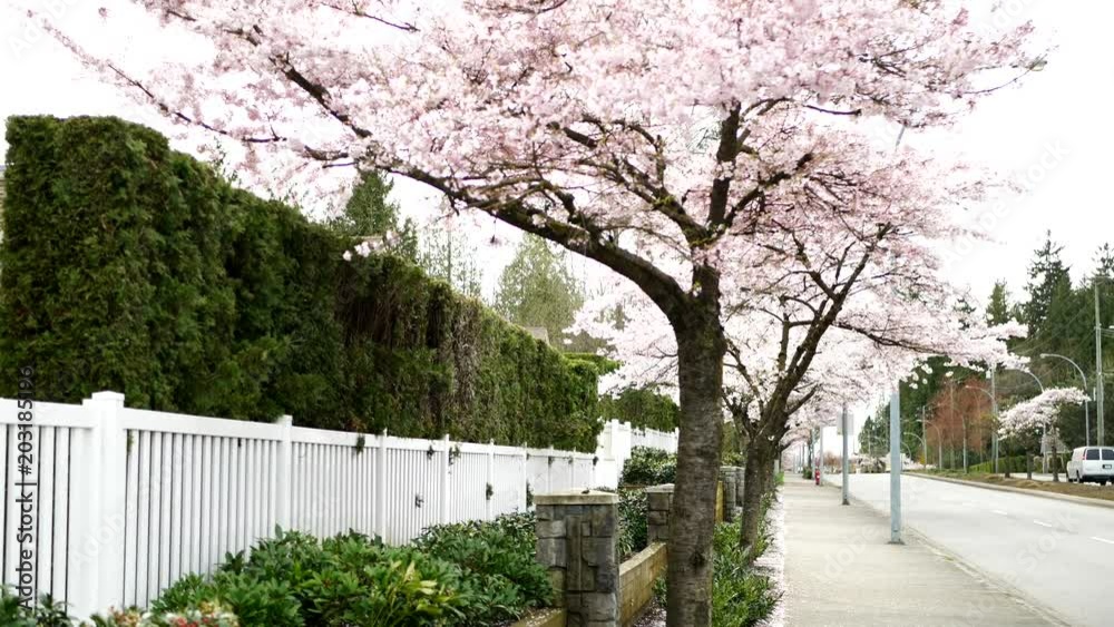 Beautiful Vancouver is a new start with spring flowers. Burnaby, New Westminster, Langley BC Canada Beautiful Vancouver is a new start with spring flowers. Burnaby, New Westminster, Langley BC Canada