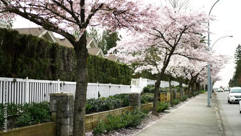 Beautiful Vancouver is a new start with spring flowers. Burnaby, New Westminster, Langley BC Canada
