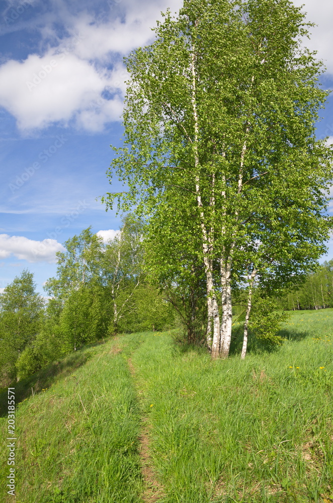 Fototapeta premium Spring landscape with birch trees on a Sunny day