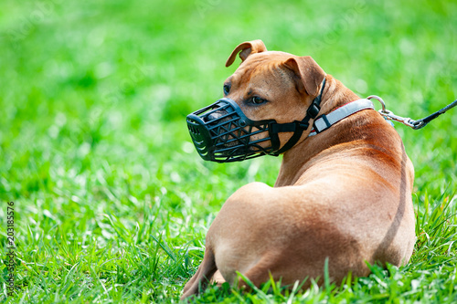 Pitbull terrier in muzzle photo