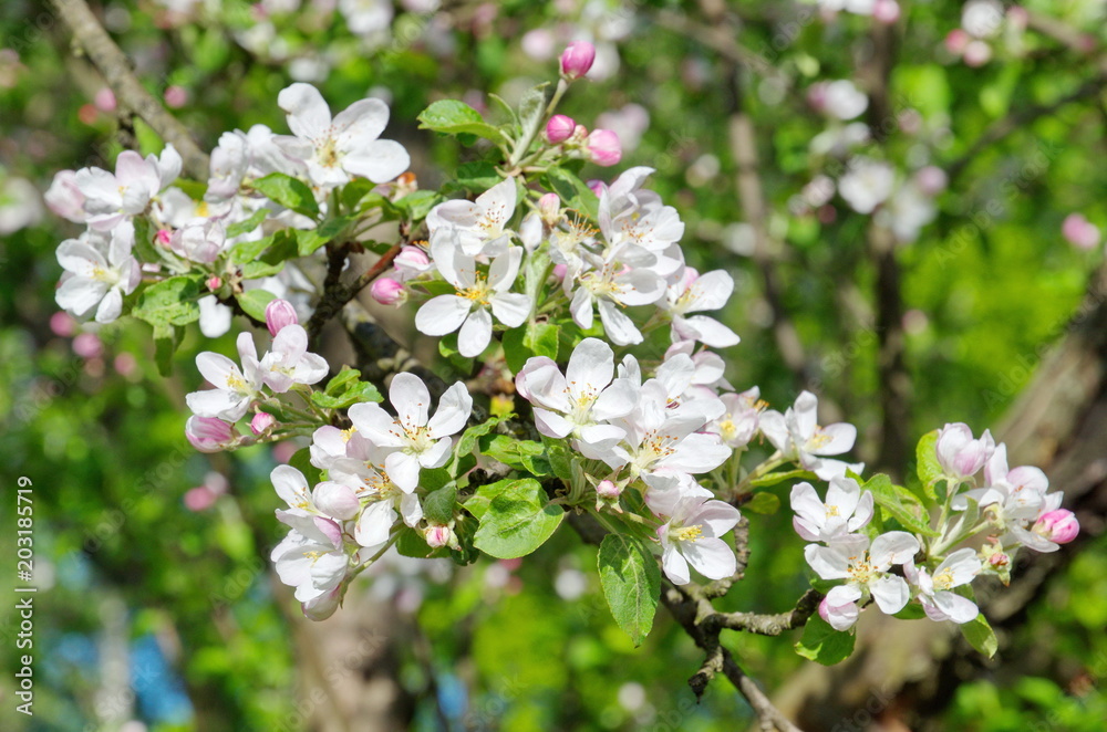 A branch of Apple blossoms in the spring A branch of Apple blossoms in the spring