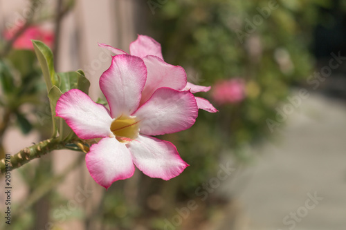 Fototapeta Naklejka Na Ścianę i Meble -  Azalea, adenium flower blossom. Pink flower beautiful.
