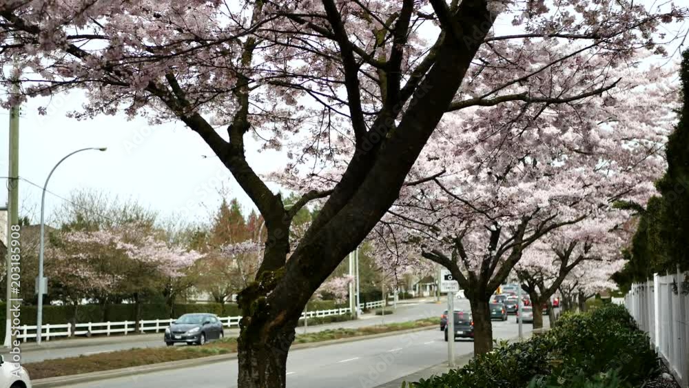 Beautiful Vancouver is a new start with spring flowers. Burnaby, New Westminster, Langley BC Canada Beautiful Vancouver is a new start with spring flowers. Burnaby, New Westminster, Langley BC Canada