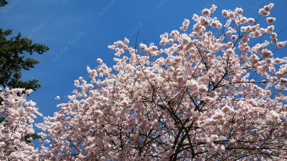 Beautiful Vancouver is a new start with spring flowers. Burnaby, New Westminster, Langley BC Canada Beautiful Vancouver is a new start with spring flowers. Burnaby, New Westminster, Langley BC Canada