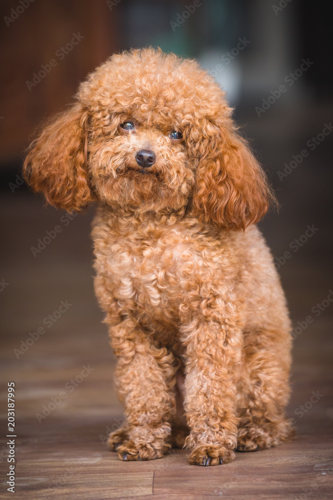cute toy poodle standing inside house and looking outside cute toy poodle standing inside house and looking outside
