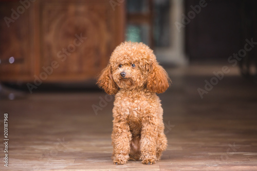 cute toy poodle standing inside house and looking outside
