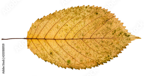 fallen yellow leaf of prunus tree isolated