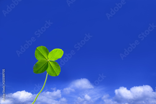 青空を背景に立つ四つ葉のクローバー1つ © chikala