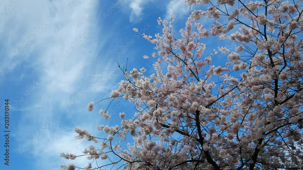 Beautiful Vancouver is a new start with spring flowers. Burnaby, New Westminster, Langley BC Canada Beautiful Vancouver is a new start with spring flowers. Burnaby, New Westminster, Langley BC Canada