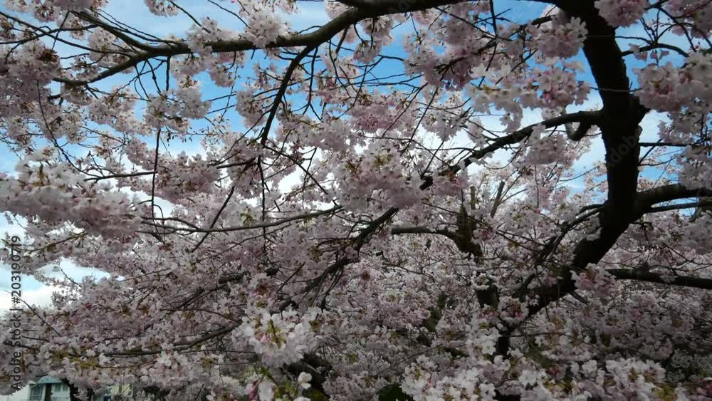 Beautiful Vancouver is a new start with spring flowers. Burnaby, New Westminster, Langley BC Canada Beautiful Vancouver is a new start with spring flowers. Burnaby, New Westminster, Langley BC Canada