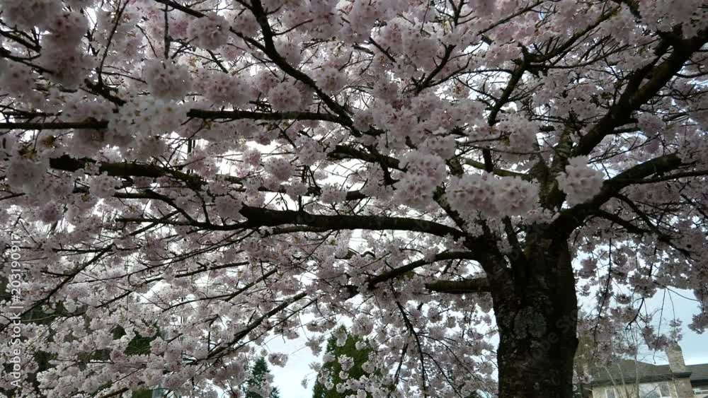 Beautiful Vancouver is a new start with spring flowers. Burnaby, New Westminster, Langley BC Canada Beautiful Vancouver is a new start with spring flowers. Burnaby, New Westminster, Langley BC Canada