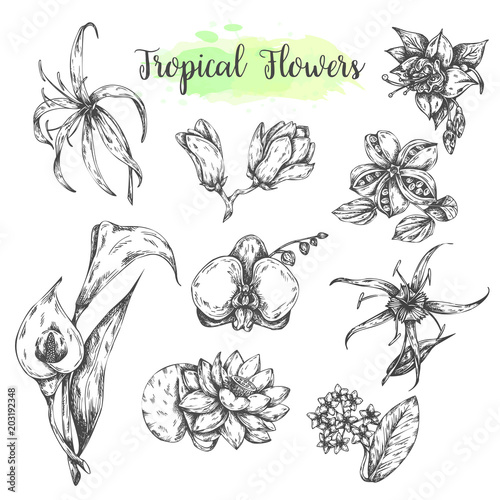 Tropical flowers Hand drawn lotuswater lily flower, orchid, Casablanca. Floral tropic set. Summer flowers Vector illustration