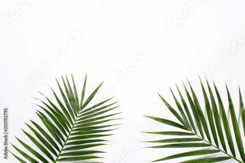 Tropical palm leaf branches on white background with empty space for text. Travel vacation concept. Summer background. Flat lay, top view.