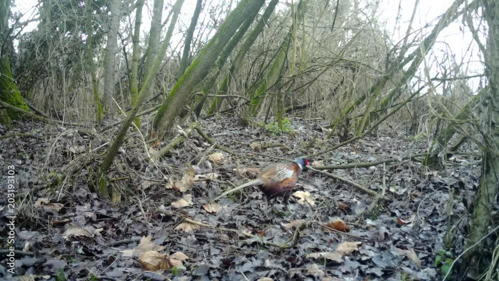 Common Pheasant (Phasianus Colchicus) walks on leafs in a wood in winter day. Pheasant is a game bird in the pheasant family (Phasianidae). Nature and Wildlife FullHD Video. Common Pheasant (Phasianus Colchicus) walks on leafs in a wood in winter day. Pheasant is a game bird in the pheasant family (Phasianidae). Nature and Wildlife FullHD Video.