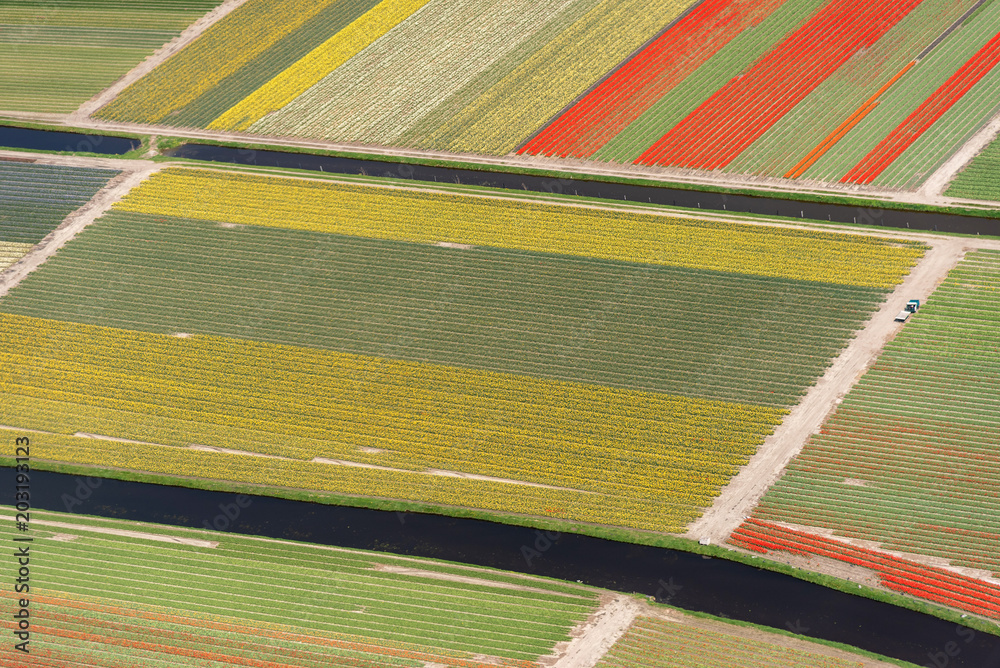 Fototapeta premium aerial view of tulip in a flower bulb field in Holland