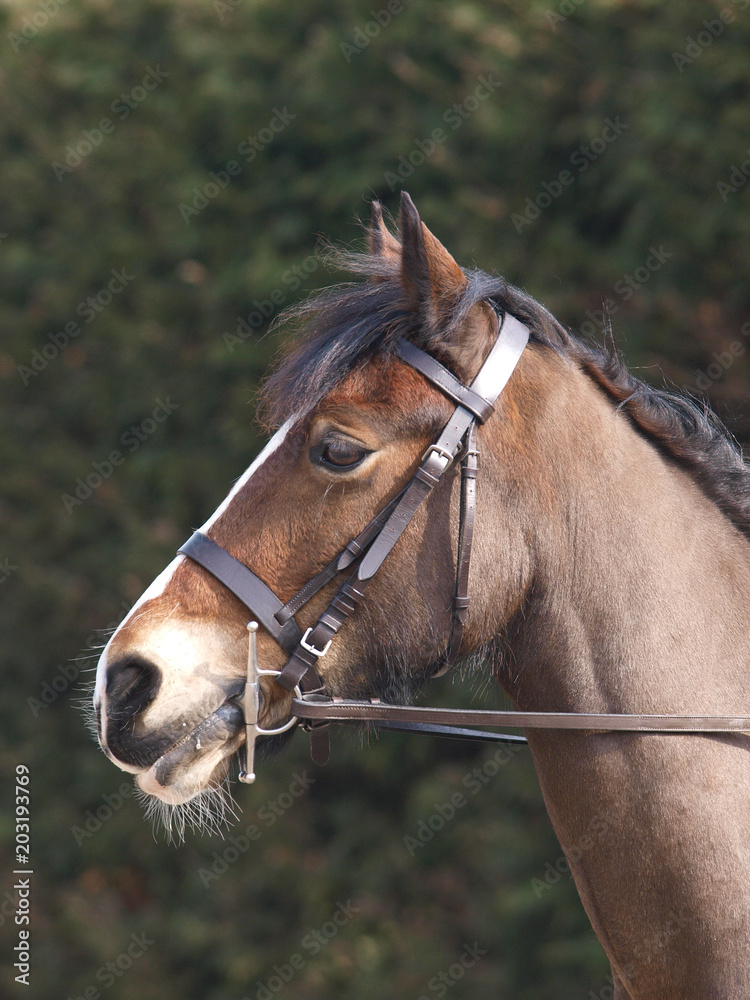 Fototapeta premium Horse In Bridle Headshot