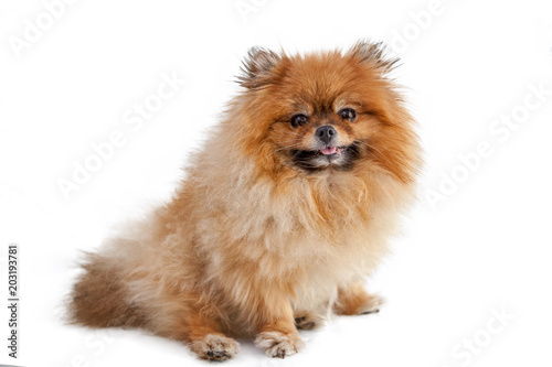 Cute cute little Pomeranian Pomeranian isolated on white background, portrait