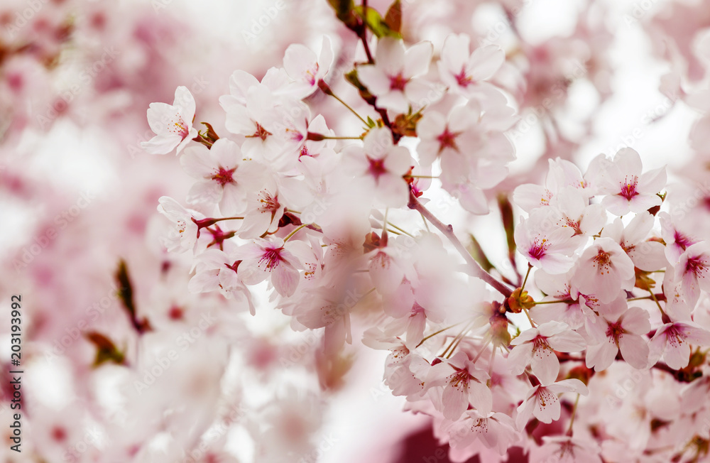 Obraz premium Spring cherry blossoms