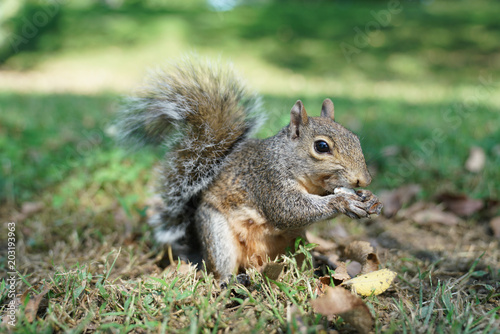 Squirrel in Washington DC