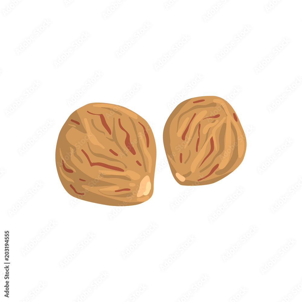 Nutmeg nut, nutritious natural product vector Illustration on a white background Nutmeg nut, nutritious natural product vector Illustration on a white background