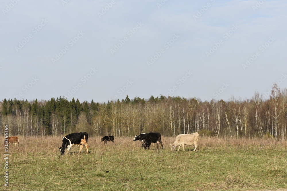 herd of cows grazing near the forest, meadow, sky herd of cows grazing near the forest, meadow, sky