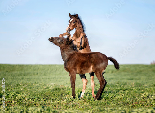 Fototapeta Naklejka Na Ścianę i Meble -  Two foals playing together on the maedow.