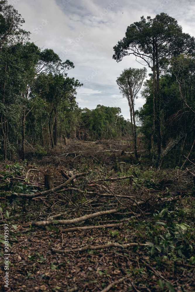 Deforestation of a tropical rain forest to make way for tourists. Koh Rong Samloem, Cambodia. Deforestation of a tropical rain forest to make way for tourists. Koh Rong Samloem, Cambodia.