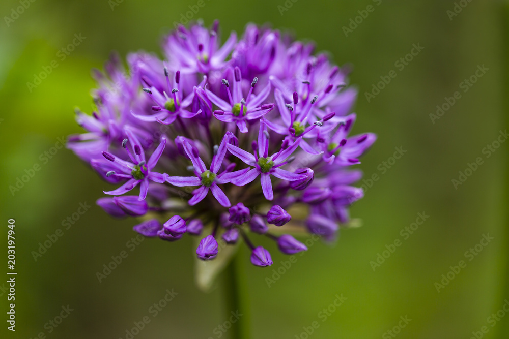 A blooming flower of allium in the garden. A blooming flower of allium in the garden.