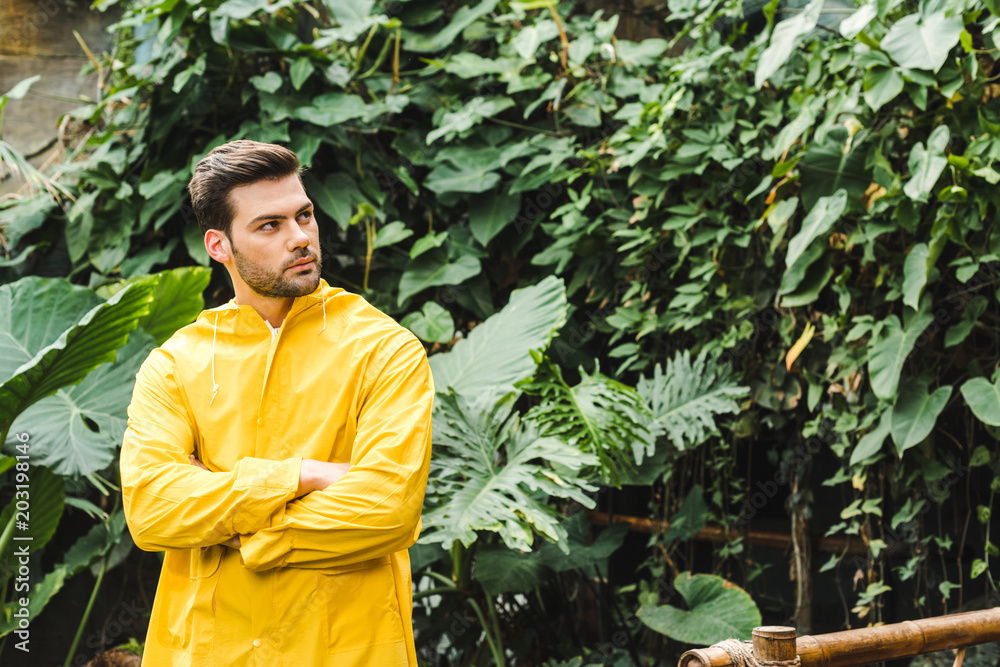 Handsome Young Man In Yellow Raincoat In Jungle Looking At Trees Stock handsome-young-man-in-yellow-raincoat-in-jungle-looking-at-trees-stock