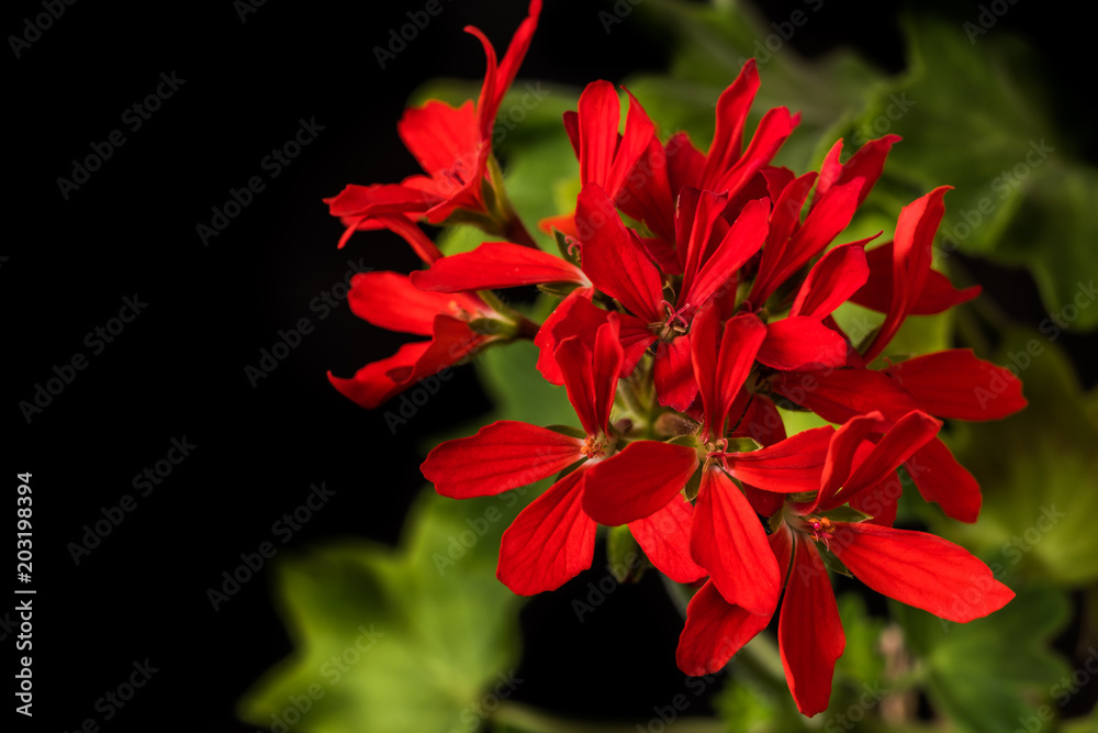 Group of red geranium flowers close up on black background Group of red geranium flowers close up on black background