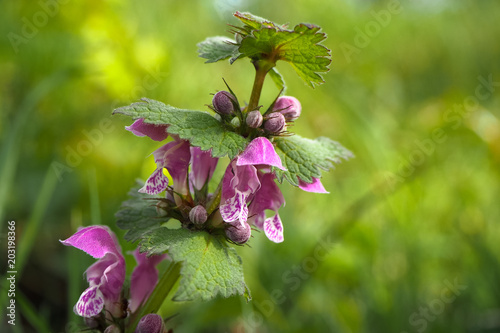 Gefleckte Taubnessel (Lamium maculatum) photo