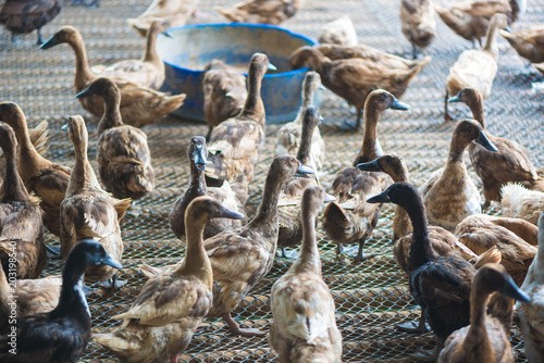 Group of ducks in farm, traditional farming in Thailand. © pookpiik
