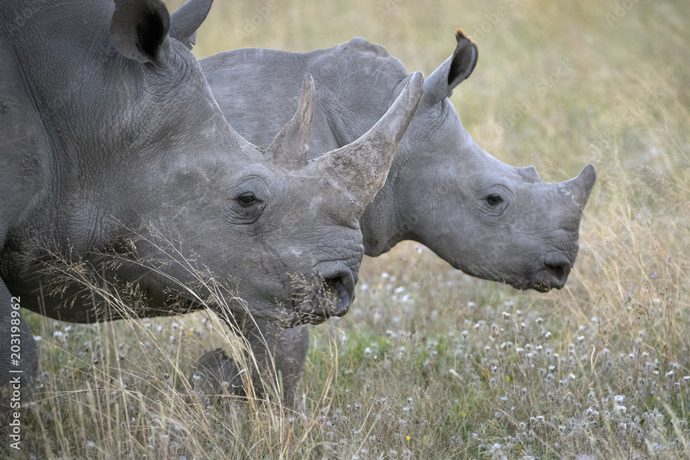 Naklejka premium Breitmaulnashorn mit Kalb (Ceratotherium simum)