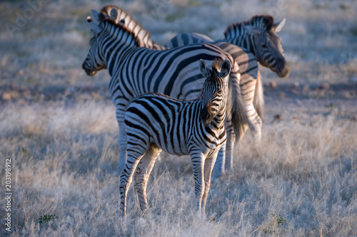 Steppenzebras mit Fohlen (Equus quagga)