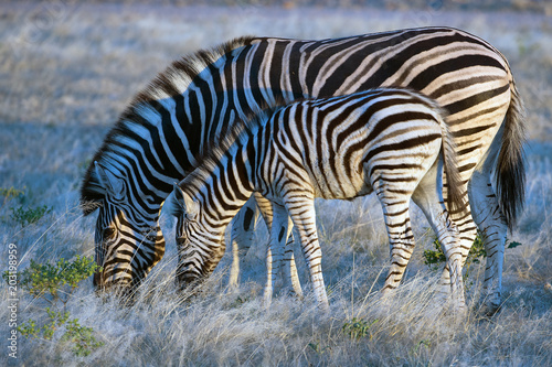 Steppenzebra mit Fohlen  Equus quagga 