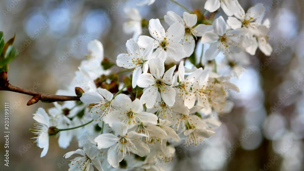 Beautiful Vancouver is a new start with spring flowers. Burnaby, New Westminster, Langley BC Canada Beautiful Vancouver is a new start with spring flowers. Burnaby, New Westminster, Langley BC Canada