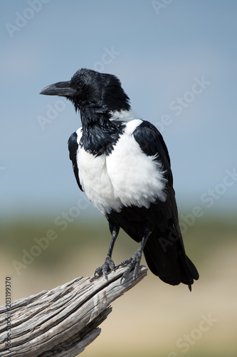 Schildrabe  Corvus albus 