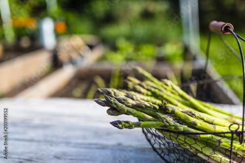 Young green asparagus grown in the garden. 